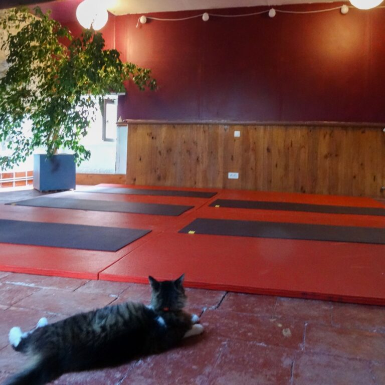 Une salle de yoga avec des tatamis rouges et tapis de yoga posés dessus. Un chat est allongé sur le sol au premier plan